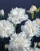 Hardy Carnation Grenadin White
