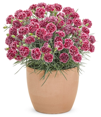 Dianthus Fruit Punch&reg; 'Cherry Vanilla' Pinks hybrid