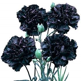 Dianthus King of Black Hardy Carnation