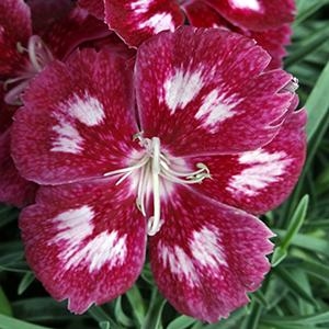 Dianthus Hybrida 'Scent From Heaven Angel of Charm' Garden Pinks