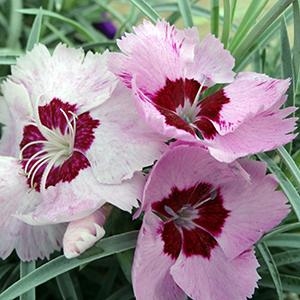 Dianthus Hybrida 'Scent From Heaven Angel of Peace' Garden Pinks