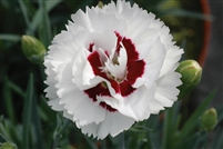 Dianthus 'Scent First Coconut Surprise'