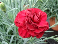 Dianthus 'Scent First Passion'