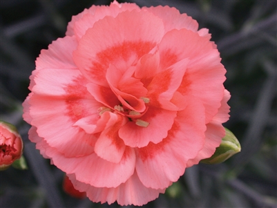 Dianthus 'Scent First Romance'