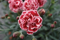 Dianthus 'Scent First Sugar Plum'