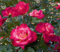 Dick Clark Grandiflora Rose