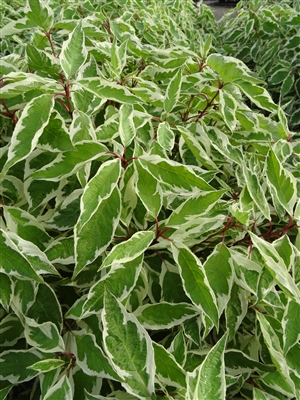 Dogwood Cornus Alba Ivory Halo