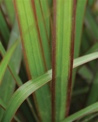 Dracaena Cordylena Jade