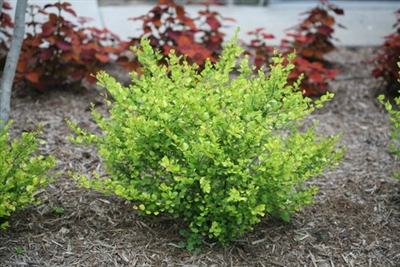 Dwarf Birch Betula Cesky Gold&reg;