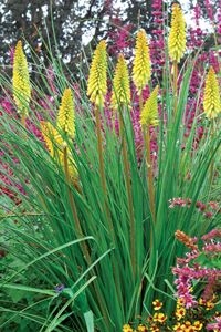 Dwarf Poker Kniphofia 'Pineapple Popsicle'