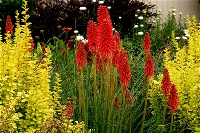 Dwarf Poker Kniphofia 'Red Hot Popsicle'