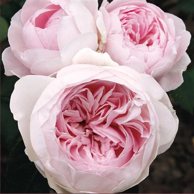 Earth Angel Floribunda Rose