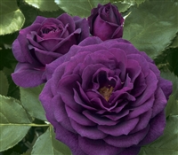 Ebb Tide Floribunda Rose