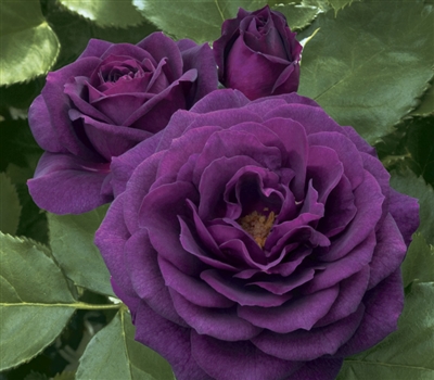 Ebb Tide Floribunda Rose