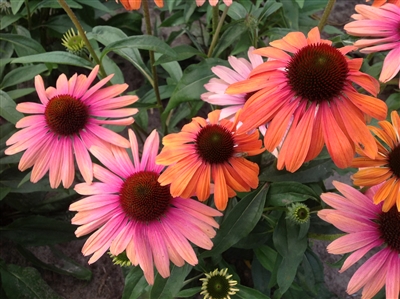 Coneflower Butterfly Rainbow Marcella