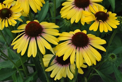 Coneflower Butterfly Yellow Rainbow Marcella