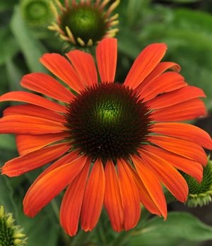 Echinacea Coneflower Julia