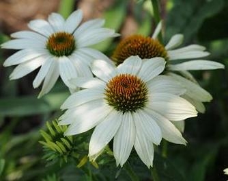 Coneflower PowWow White