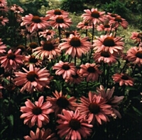 Coneflower Bravado