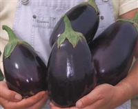 Eggplant