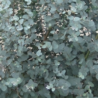 Eucalyptus gunnii Steel Tower