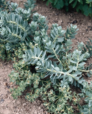 Donkeytail Spurge