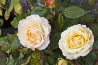 Euphoria Hybrid Tea Rose