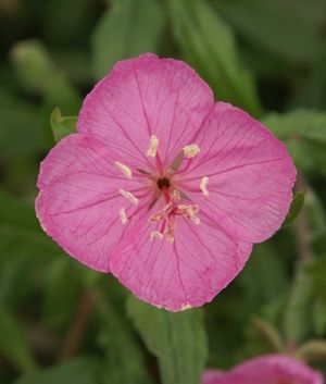 Evening Primrose Oenothera Glowing Magenta