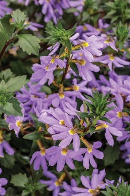 WhirlwindÂ® Blue Fan Flower Scaevola aemula