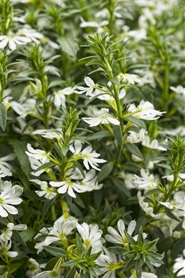 WhirlwindÂ® White Fan Flower Scaevola aemula