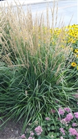 Feather Reed Grass 'Karl Foerster'