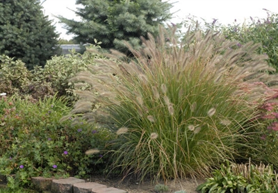 Fountain Grass Prairie Winds&#0153 'Desert Plains'