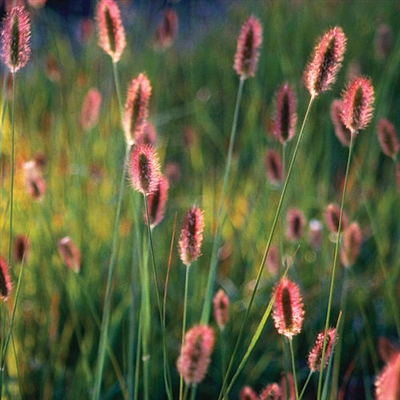 Fountain Grass Red Bunny Tails Pennisetum messiacum