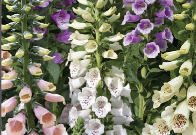 Foxglove Digitalis Dalmatian Mix