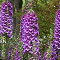 Foxglove Digitalis purpurea 'Dalmatian Purple'