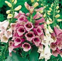 Foxglove Digitalis purpurea Foxy