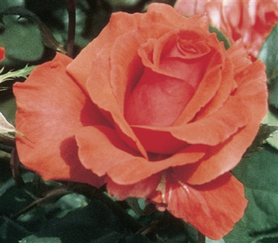 Fragrant Cloud Hybrid Tea Rose