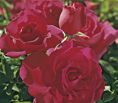 Frankly Scarlet Floribunda Rose
