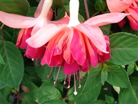 Fuchsia - Giant Orange King