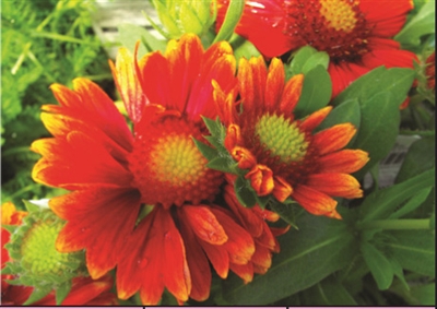 Gaillardia aristata Arizona Red Shades Blanket Flower