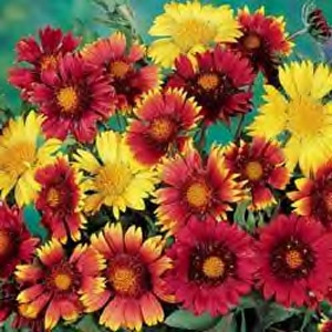 Gaillardia Monarch Mix