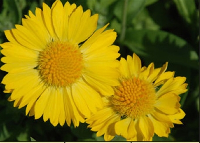 Gaillardia Grandiflora Mesa