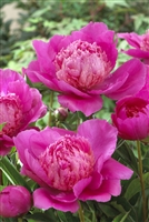 Garden Peony 'Bouquet Perfect'