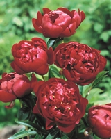 Garden Peony 'Buckeye Belle'