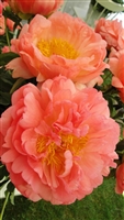 Garden Peony 'Coral Sunset'