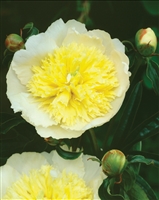 Garden Peony 'Primevere'