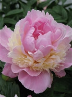 Garden Peony 'Sorbet'