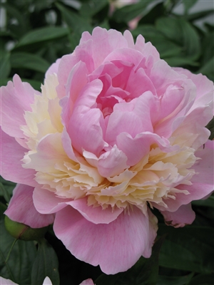 Garden Peony 'Sorbet'