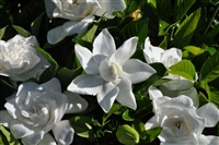 Gardenia Summer Snow