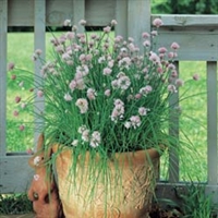 Garlic Chives